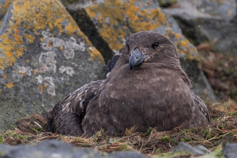 HDS25-24, Day 13, Penguin Island 3 © Sara Jenner - Oceanwide Expeditions.jpg