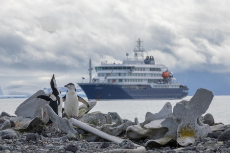 HDS25-24, Day 13, Penguin Island 6 © Sara Jenner - Oceanwide Expeditions.jpg