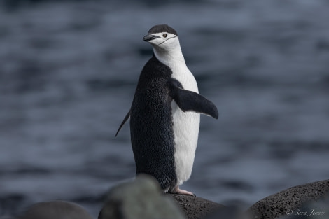 HDS25-24, Day 13, Penguin Island 7 © Sara Jenner - Oceanwide Expeditions.jpg