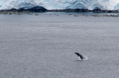 HDS25-24, Day 14, Palavar_FelicityJ-5 © Felicity Johnson - Oceanwide Expeditions.jpg