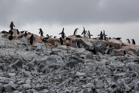 HDS25-24, Day 14, Two Hummock Island 2 © Sara Jenner - Oceanwide Expeditions.jpg