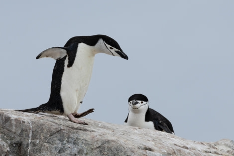 HDS25-24, Day 14, Two Hummock Island 4 © Sara Jenner - Oceanwide Expeditions.jpg