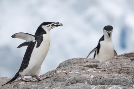 HDS25-24, Day 14, Two Hummock Island 6 © Sara Jenner - Oceanwide Expeditions.jpg