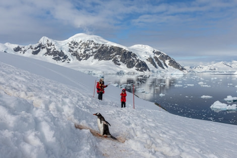 HDS25-24, Day 15, Danco island 3 © Sara Jenner - Oceanwide Expeditions.jpg