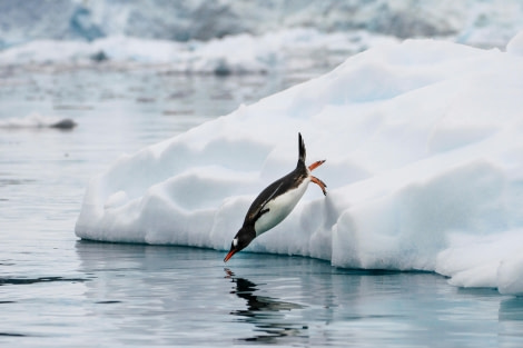 HDS25-24, Day 16, Skontorp_FelicityJ-06 © Felicity Johnson - Oceanwide Expeditions.jpg