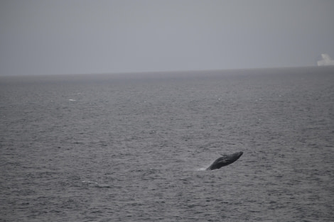 HDS25-24, Day 13, Breaching HB © Unknown photographer - Oceanwide Expeditions.JPG