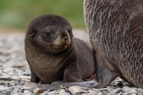 HDS25-24, Day 7, Fur Seal pup 1 © Sara Jenner - Oceanwide Expeditions.jpg