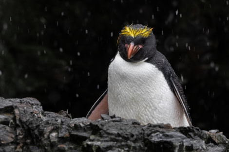 HDS25-24, Day 7, Macaroni Penguins 2 © Sara Jenner - Oceanwide Expeditions.jpg