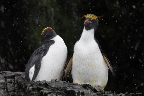 HDS25-24, Day 7, Macaroni Penguins 1 © Sara Jenner - Oceanwide Expeditions.jpg