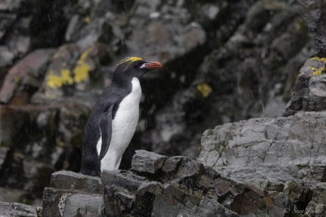 HDS25-24, Day 7, Macaroni Penguins 4 © Sara Jenner - Oceanwide Expeditions.jpg