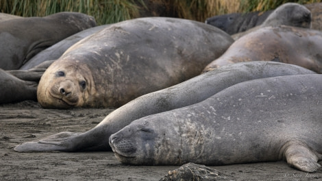 HDS25-24, Day 8, Elephant seals © Sara Jenner - Oceanwide Expeditions.jpg
