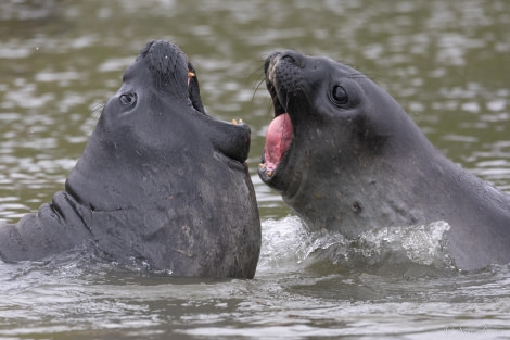 HDS25-24, Day 8, Elephant seals playing 1 © Sara Jenner - Oceanwide Expeditions.jpg