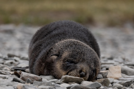 HDS25-24, Day 8, Fur Seal pup © Sara Jenner - Oceanwide Expeditions.jpg