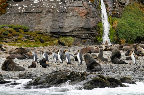 HDS25-24, Day 9, FelicityJ_Fortuna-7 © Felicity Johnson - Oceanwide Expeditions.jpg