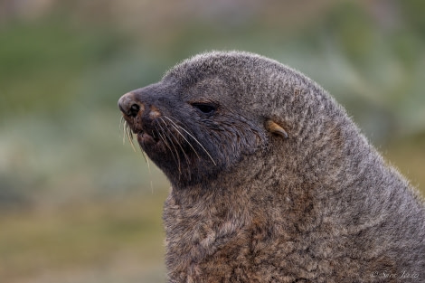 HDS25-24, Day 9, Fur Seal Adult © Sara Jenner - Oceanwide Expeditions.jpg