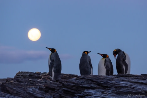 HDS25-24, Day 9, Penguins at moonlight © Sara Jenner - Oceanwide Expeditions.jpg