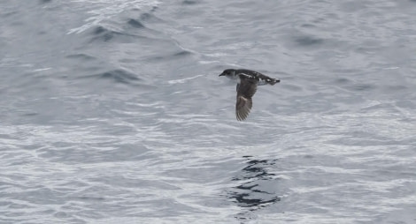 HDS25-24, Day 9, southgeorgiadivingpetrel-25-12-meike © Meike Sjoer - Oceanwide Expeditions.JPG