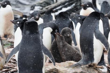 HDS25-24, Day 11, adeliesmeikesjoer © Meike Sjoer - Oceanwide Expeditions.JPG