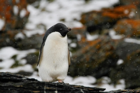 HDS25-24, Day 11, FelicityJ_ShingleCove-03 © Felicity Johnson - Oceanwide Expeditions.jpg