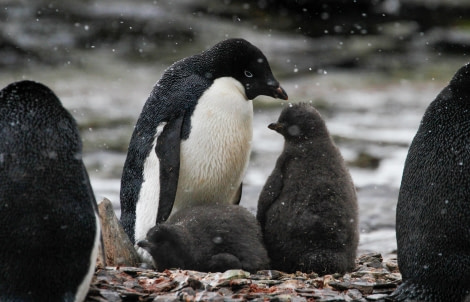 HDS25-24, Day 11, FelicityJ_ShingleCove-05 © Felicity Johnson - Oceanwide Expeditions.jpg