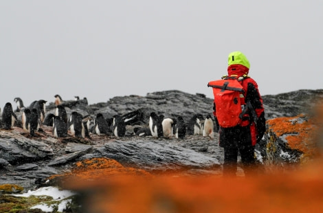 HDS25-24, Day 11, FelicityJ_ShingleCove-08 © Felicity Johnson - Oceanwide Expeditions.jpg