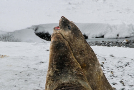 HDS25-24, Day 11, FelicityJ_ShingleCove-10 © Felicity Johnson - Oceanwide Expeditions.jpg