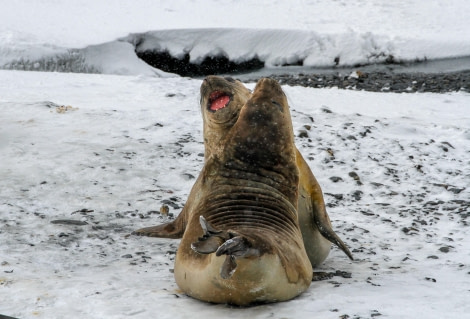 HDS25-24, Day 11, FelicityJ_ShingleCove-11 © Felicity Johnson - Oceanwide Expeditions.jpg