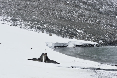 HDS25-24, Day 11, meikeshinglecove © Meike Sjoer - Oceanwide Expeditions.JPG