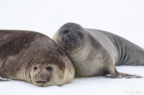 HDS25-24, Day 11, South Orkney 5 © Sara Jenner - Oceanwide Expeditions.jpg