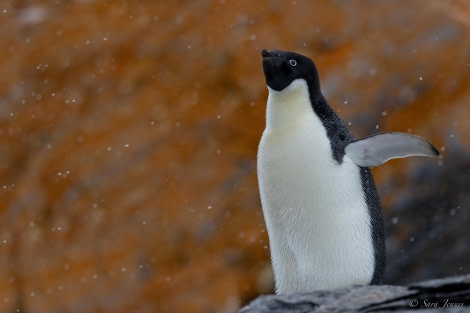 HDS25-24, Day 11, South Orkney 9. jpg © Sara Jenner - Oceanwide Expeditions.jpg