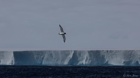 HDS25-24, Day 12, A23a iceberg 2 © Sara Jenner - Oceanwide Expeditions.jpg