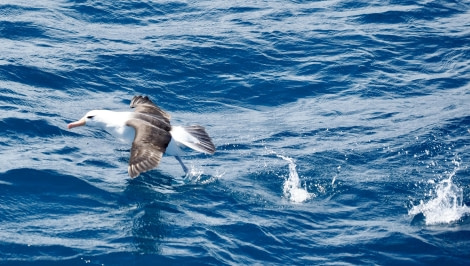 HDS25-24, Day 2, blackbrowedalbatross-meikesjoer © Meike Sjoer - Oceanwide Expeditions.JPG