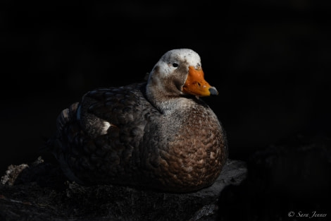 HDS25-24, Day 3, Saunders Island 2 © Sara Jenner - Oceanwide Expeditions.jpg