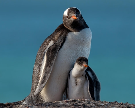 HDS25-24, Day 3, Saunders Island 4 © Sara Jenner - Oceanwide Expeditions.jpg