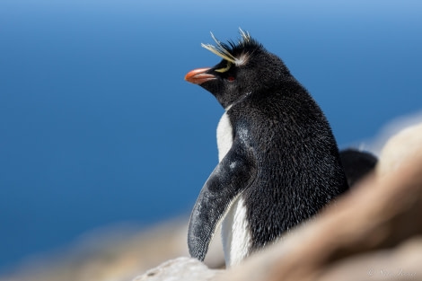 HDS25-24, Day 3, Saunders island 9 © Sara Jenner - Oceanwide Expeditions.jpg