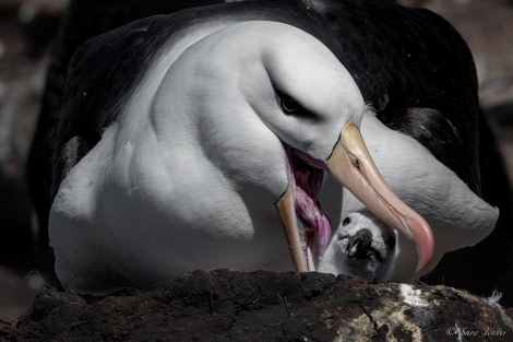 HDS25-24, Day 3, Saunders island 12 © Sara Jenner - Oceanwide Expeditions.jpg