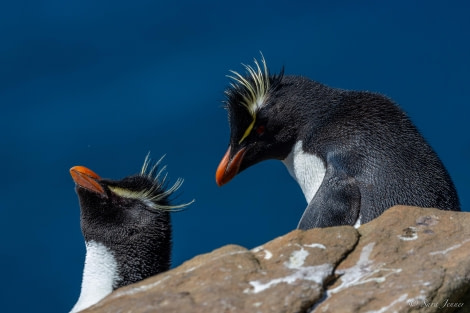 HDS25-24, Day 3, Saunders island 14 © Sara Jenner - Oceanwide Expeditions.jpg