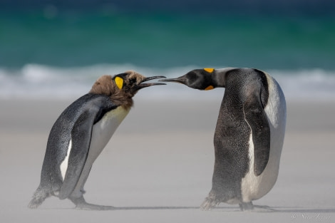 HDS25-24, Day 3, Saunders Island 18 © Sara Jenner - Oceanwide Expeditions.jpg