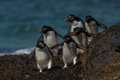 HDS25-24, Day 3, Saunders Island 19 © Sara Jenner - Oceanwide Expeditions.jpg