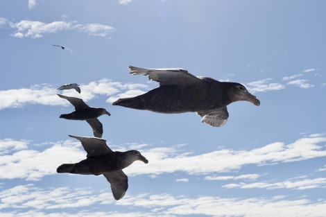 HDS25-24, Day 5, GiantPetrels_MeikeSjoer © Meike Sjoer - Oceanwide Expeditions.JPG