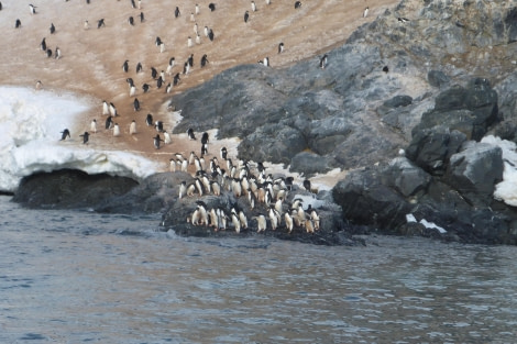 PLA26-24, Day 8, Kinnes Cove Adelie gathering © Unknown photographer - Oceanwide Expeditions.JPG