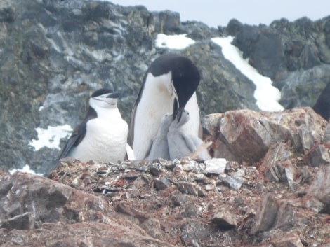 PLA26-24, Day 8, Kopaitic parenting 1 © Unknown photographer - Oceanwide Expeditions.JPG