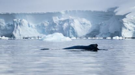 PLA25-24, Day 4, Humpback whale © Unknown photographer - Oceanwide Expeditions.jpg