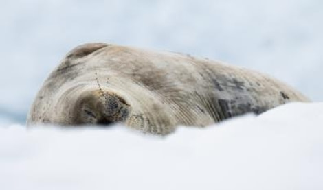 PLA25-24, Day 4, Weddell Seal 3 © Unknown photographer - Oceanwide Expeditions.jpg