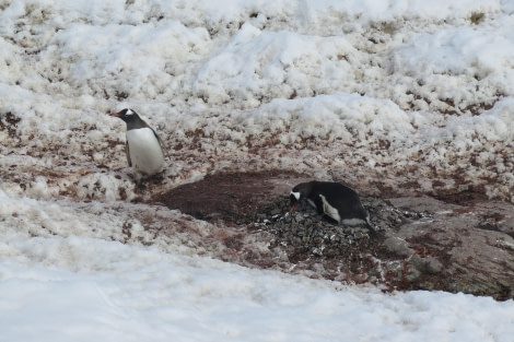 PLA25-24, Day 5, Gentoo penguins © David McKinley - Oceanwide Expeditions.JPG