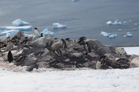 PLA25-24, Day 5, Gentoo Penguins 3 © David McKinley - Oceanwide Expeditions.JPG