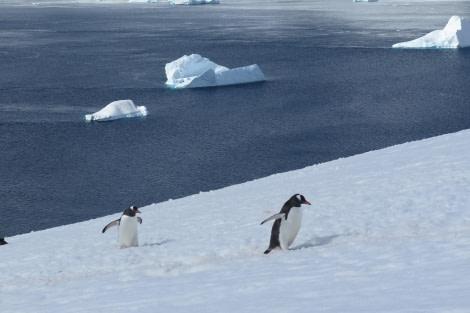 PLA25-24, Day 5, Gentoo Penguins 4 © David McKinley - Oceanwide Expeditions.JPG