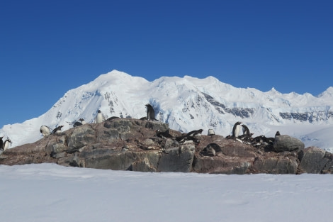 PLA25-24, Day 7, Damoy Point 4 © David McKinley - Oceanwide Expeditions.JPG