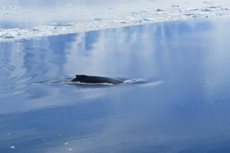 PLA25-24, Day 7, Orca 2 © David McKinley - Oceanwide Expeditions.JPG