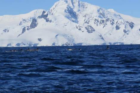 PLA25-24, Day 7, Orca in the Gerlache © David McKinley - Oceanwide Expeditions.JPG